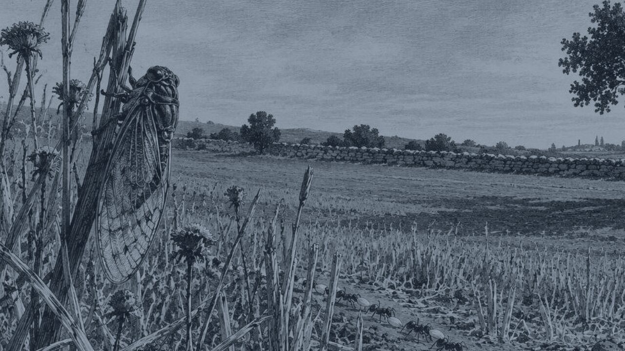 El Gallo y el Zorro — La cigarra y la hormiga, ilustración de la colección Clásicos
