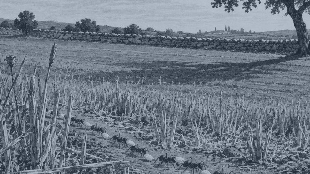 El Gallo y la Perla — La cigarra y la hormiga, ilustración de la colección Clásicos