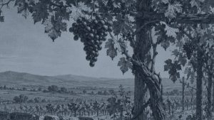 El lobo y el cordero en el templo — La zorra y las uvas, ilustración de la colección Clásicos