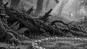 Historia de la señorita grano de polvo, bailarina del sol — El bosque de los cuentos, ilustración de la colección Clásicos