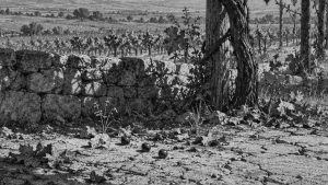 La víbora y la culebra de agua — La zorra y las uvas, ilustración de la colección Clásicos