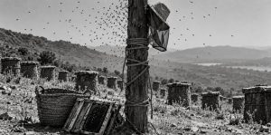 Miel vieja — Herencia, cenizas y silencio: el poste del colmenar con las cuerdas y la nube de abejas